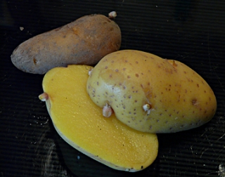 patate : pomme de terre